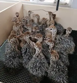 Ostrich Chick Mature