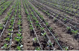 Fruit Drip Irrigation Kits Available : Avocado,Passionfruit