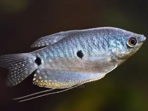 Aqualife Aquarium Store
