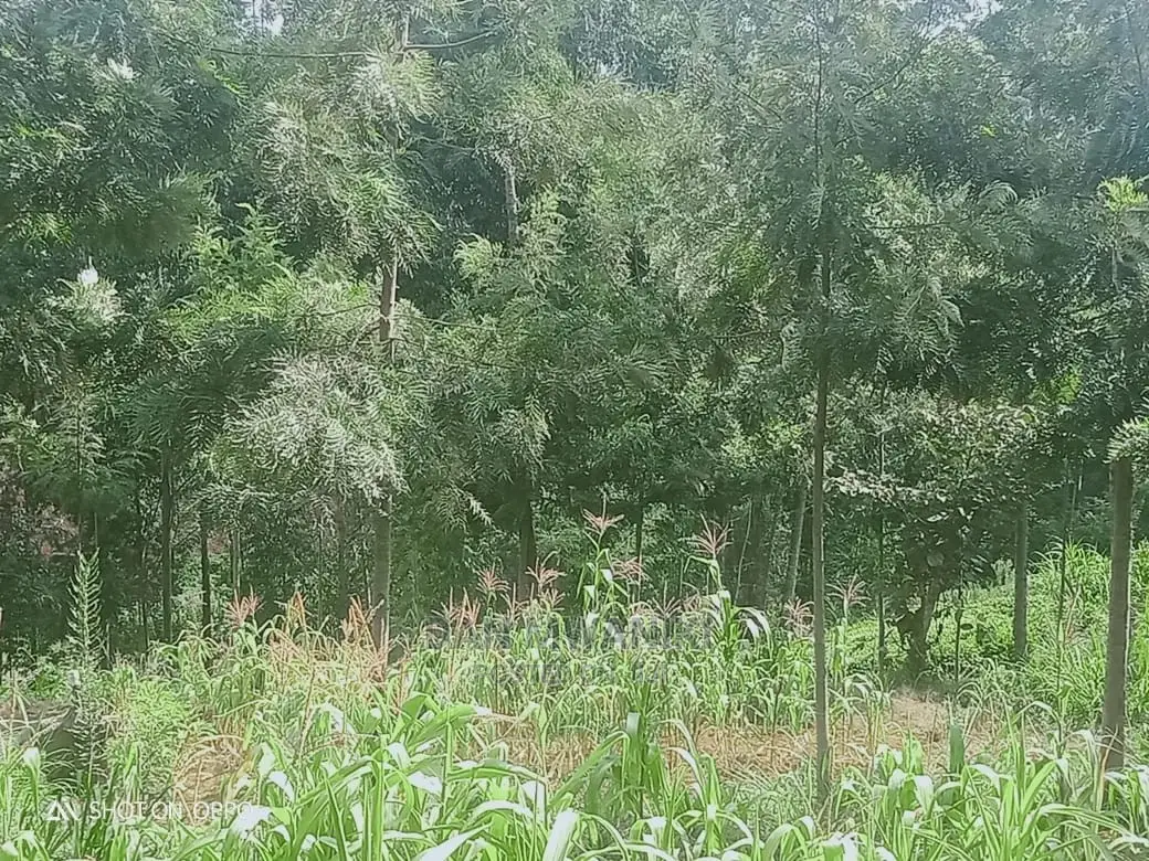 Nyeri Property /a Piece of Land for Sale (1/3 Acre) in Tetu Land & Plots for Sale, Dan