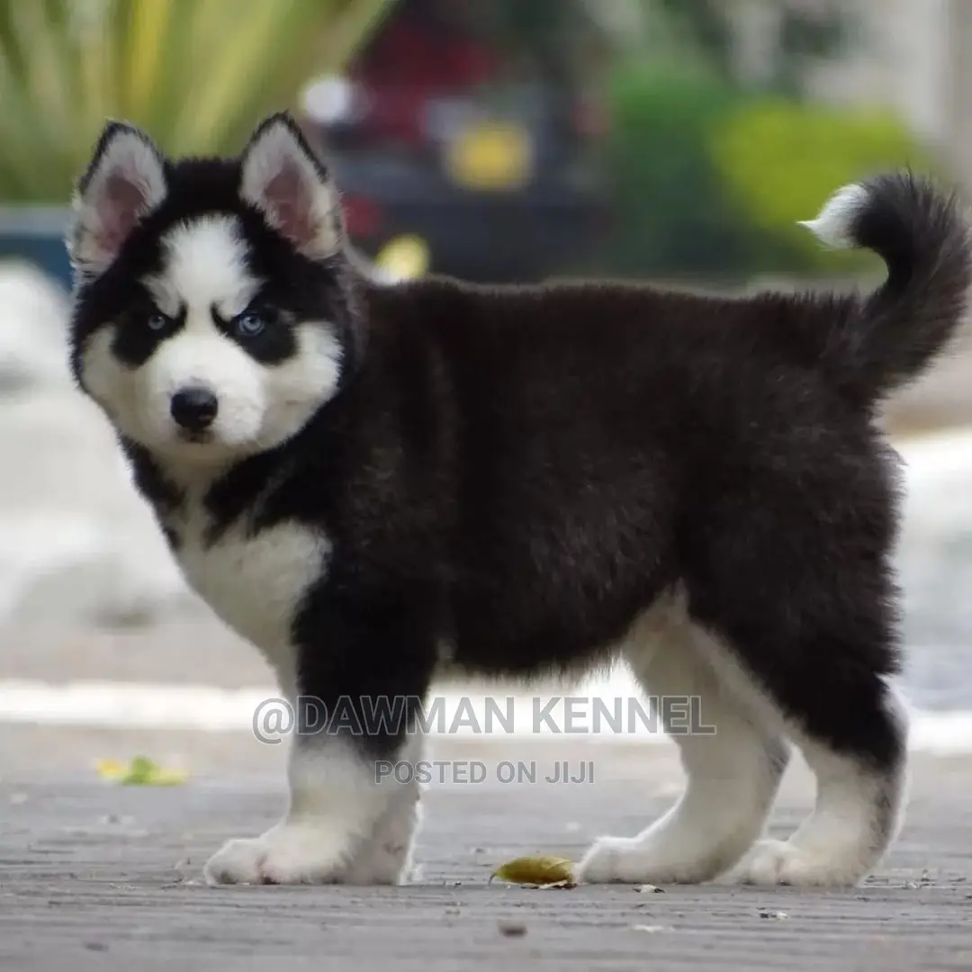 1-3 Month Male Purebred Siberian Husky