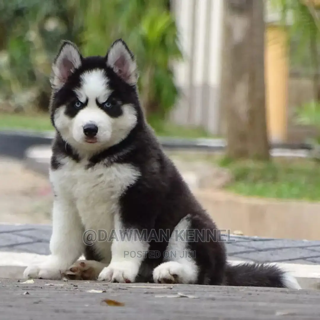 1-3 Month Male Purebred Siberian Husky
