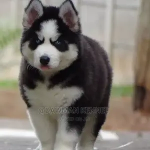 1-3 Month Male Purebred Siberian Husky