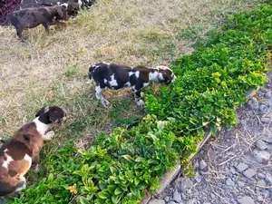 1-3 Month Male Purebred Great Dane
