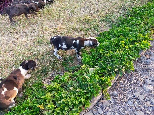 1-3 Month Male Purebred Great Dane - main view