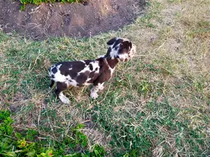 1-3 Month Male Purebred Great Dane