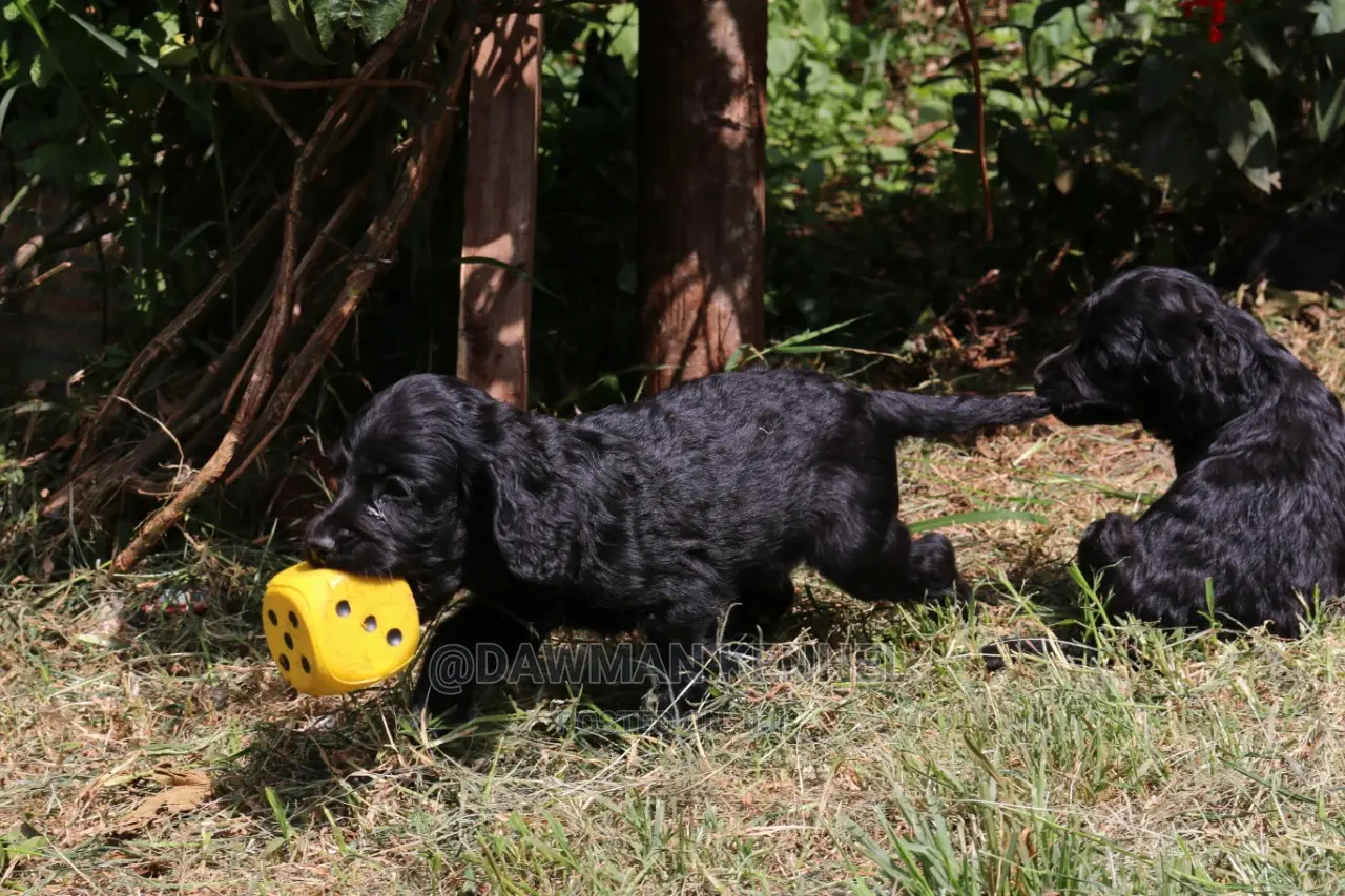 1-3 Month Male Purebred Cocker Spaniel