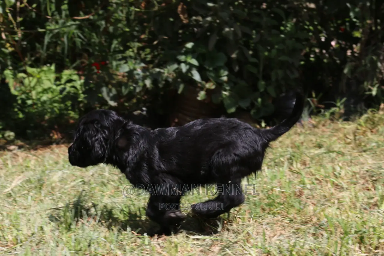 1-3 Month Male Purebred Cocker Spaniel