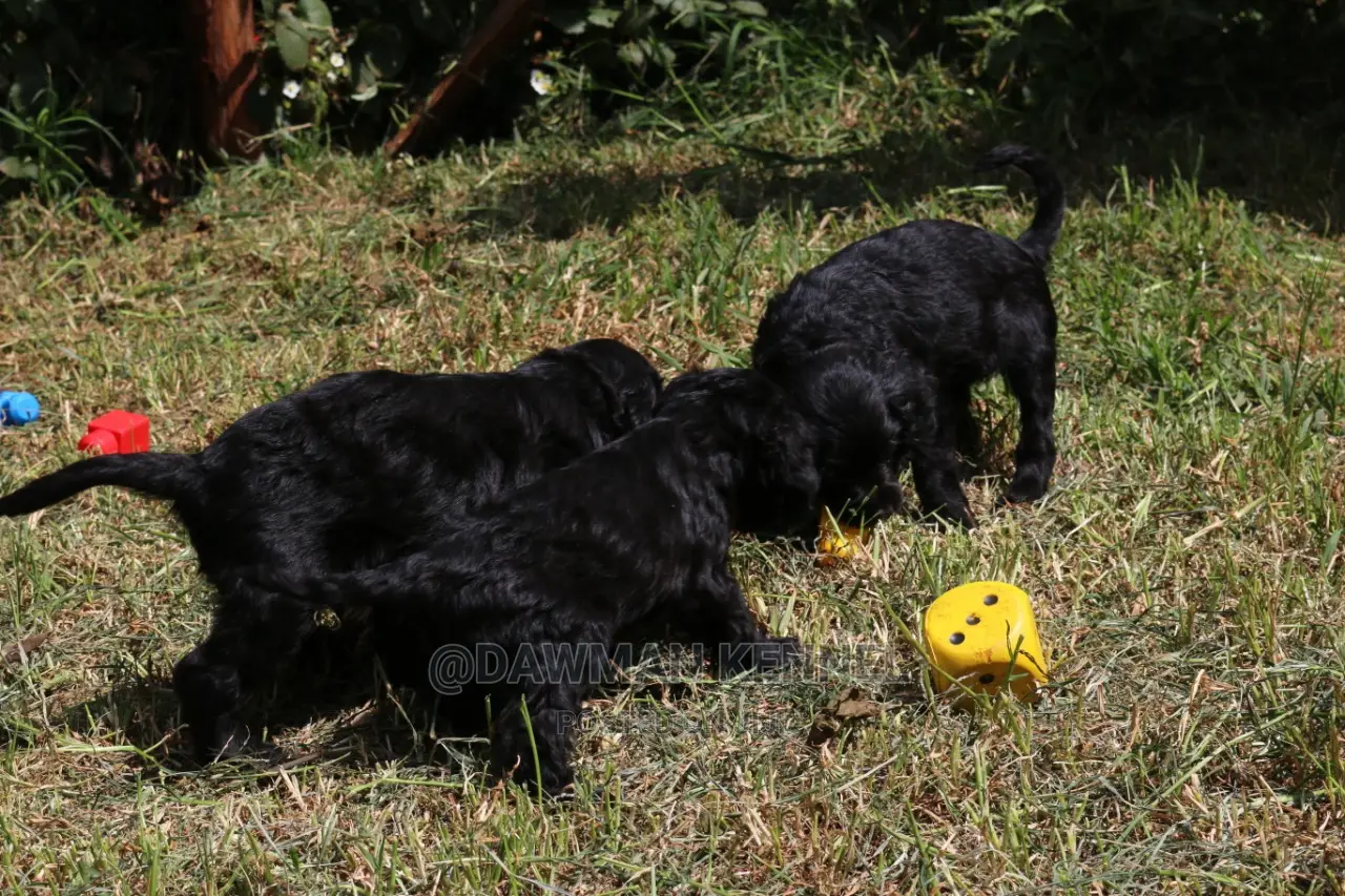 1-3 Month Male Purebred Cocker Spaniel