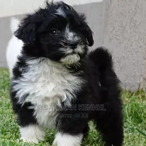 1-3 Month Male Purebred Havanese