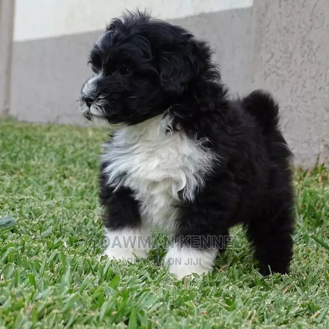 1-3 Month Male Purebred Havanese