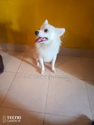1+ Year Female Purebred Chihuahua