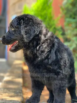 1-3 months Male Purebred Labrador Retriever