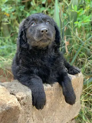 1-3 months Male Purebred Labrador Retriever