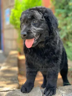 1-3 months Male Purebred Labrador Retriever