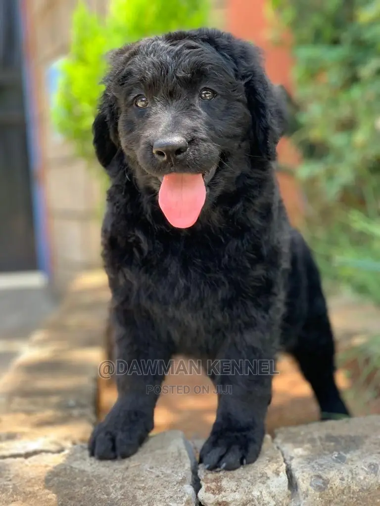 1-3 months Male Purebred Labrador Retriever