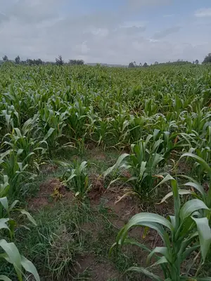 1 Acre on Sale Mwendandu Kinangop