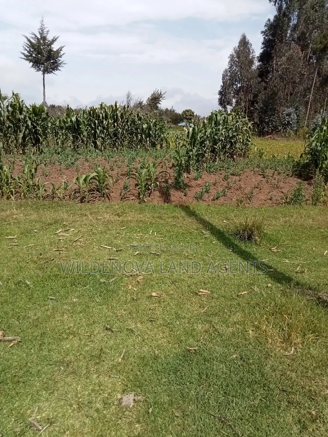1 Acre on Sale Mwendandu Kinangop
