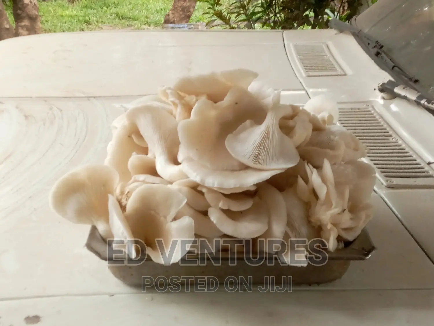Oyster Mushrooms
