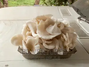 Oyster Mushrooms