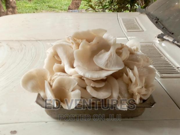 Oyster Mushrooms