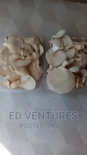 Oyster Mushrooms