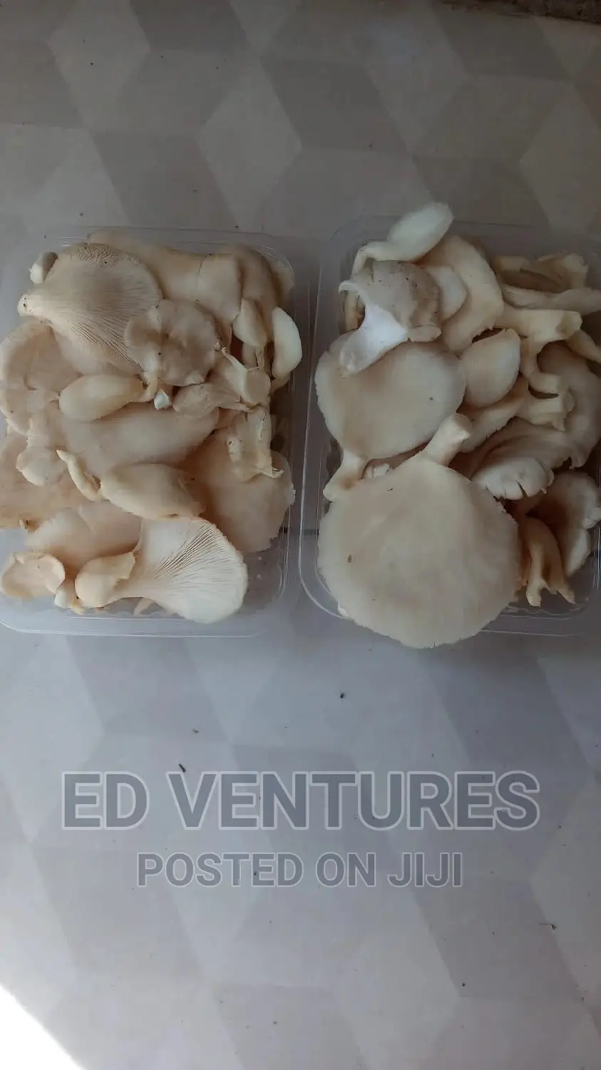 Oyster Mushrooms
