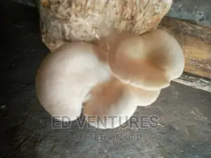 Oyster Mushrooms