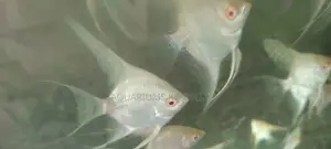 Red Eye Angel Fish, Aquarium Fish