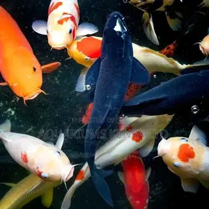 Ornamental Fish Pond Koi Fish,10-12inches Fish