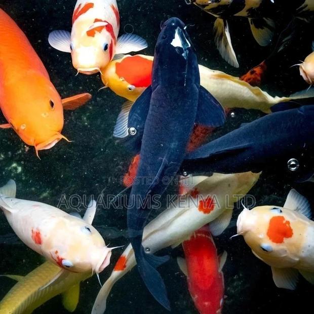 Ornamental Fish Pond Koi Fish,10-12inches Fish - main view