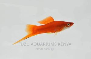 Swordtails Large - thumbnail 2