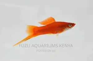 Swordtails Large