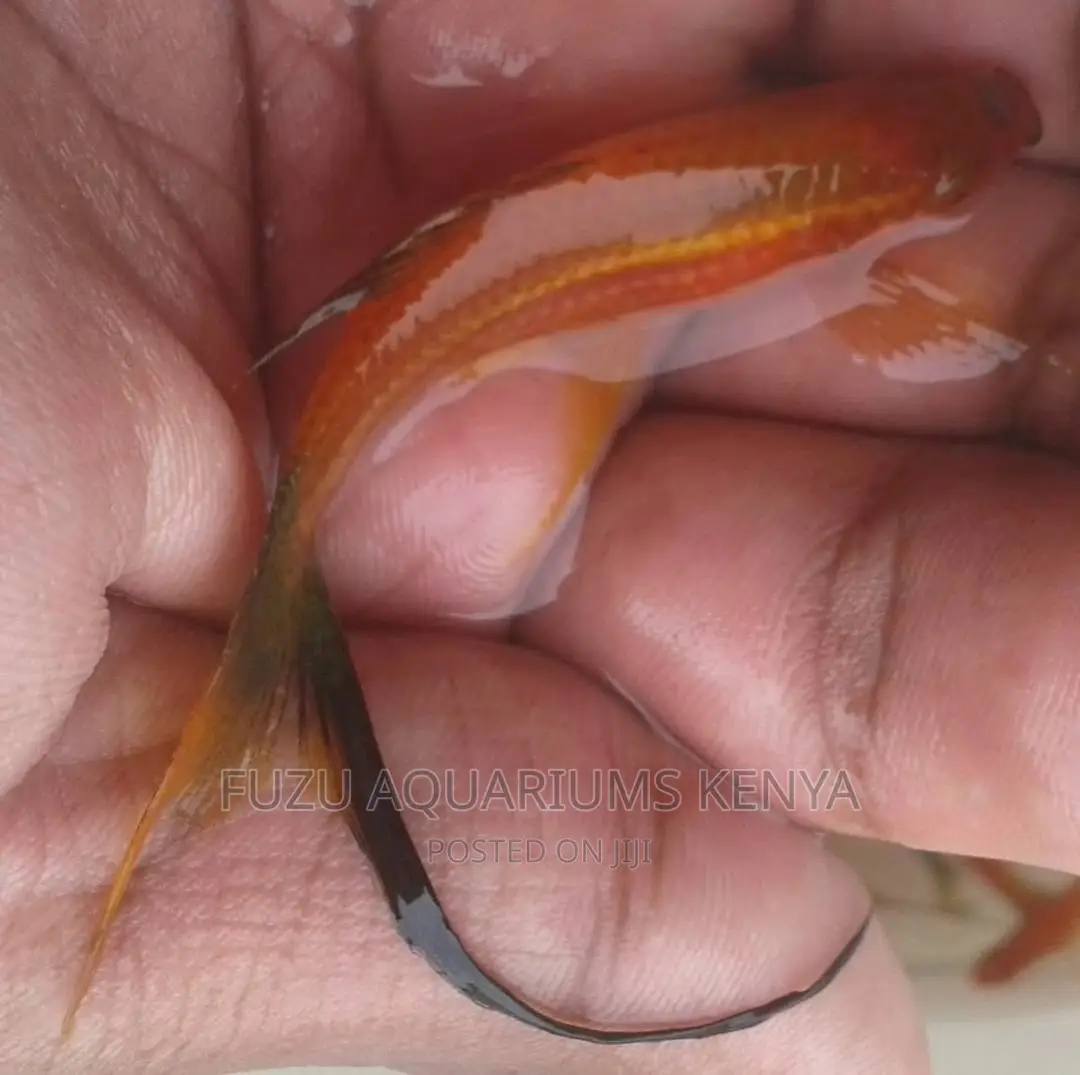 Swordtails Large