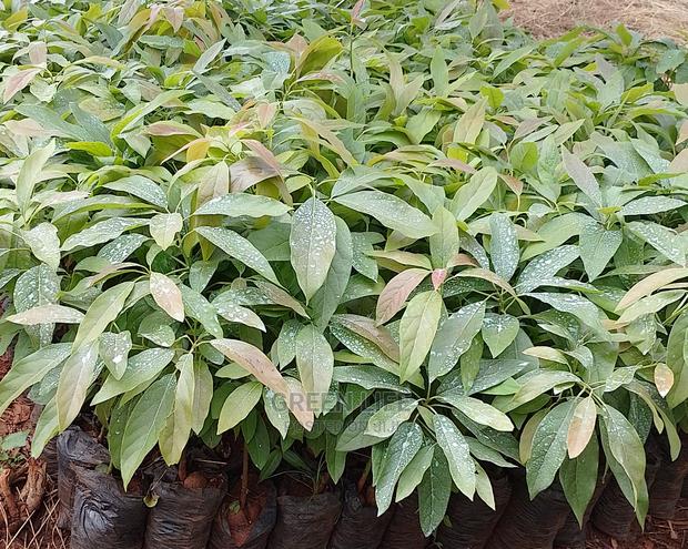 Hass Avocado Seedlings - main view