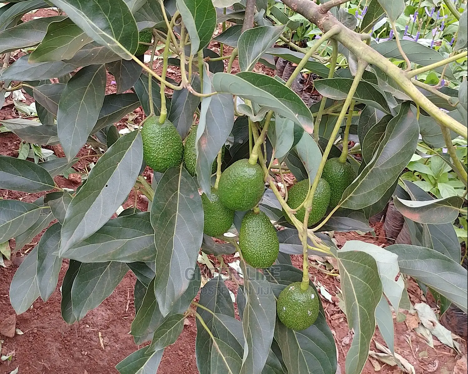 Hass Avocado Seedlings