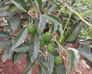 Hass Avocado Seedlings