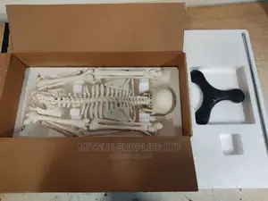Human Skeleton 70 Cm