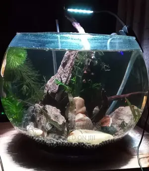 20 Litres Fishbowl