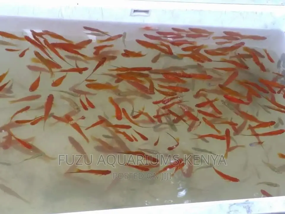 Swordtail Fish Male and Female