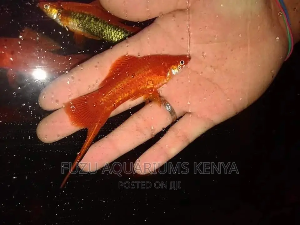 Swordtail Fish Male and Female