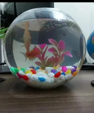 Fish Bowl, With Plant N Gravel N Fish