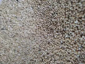 Mukombi, Foxtail Millet, Parrot Food