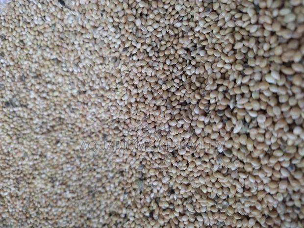 Mukombi, Foxtail Millet, Parrot Food