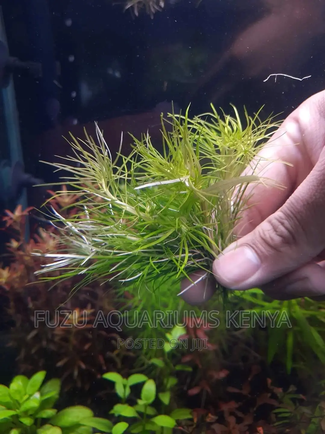 Aquarium Live Plant