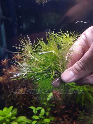 Aquarium Live Plant - thumbnail 2