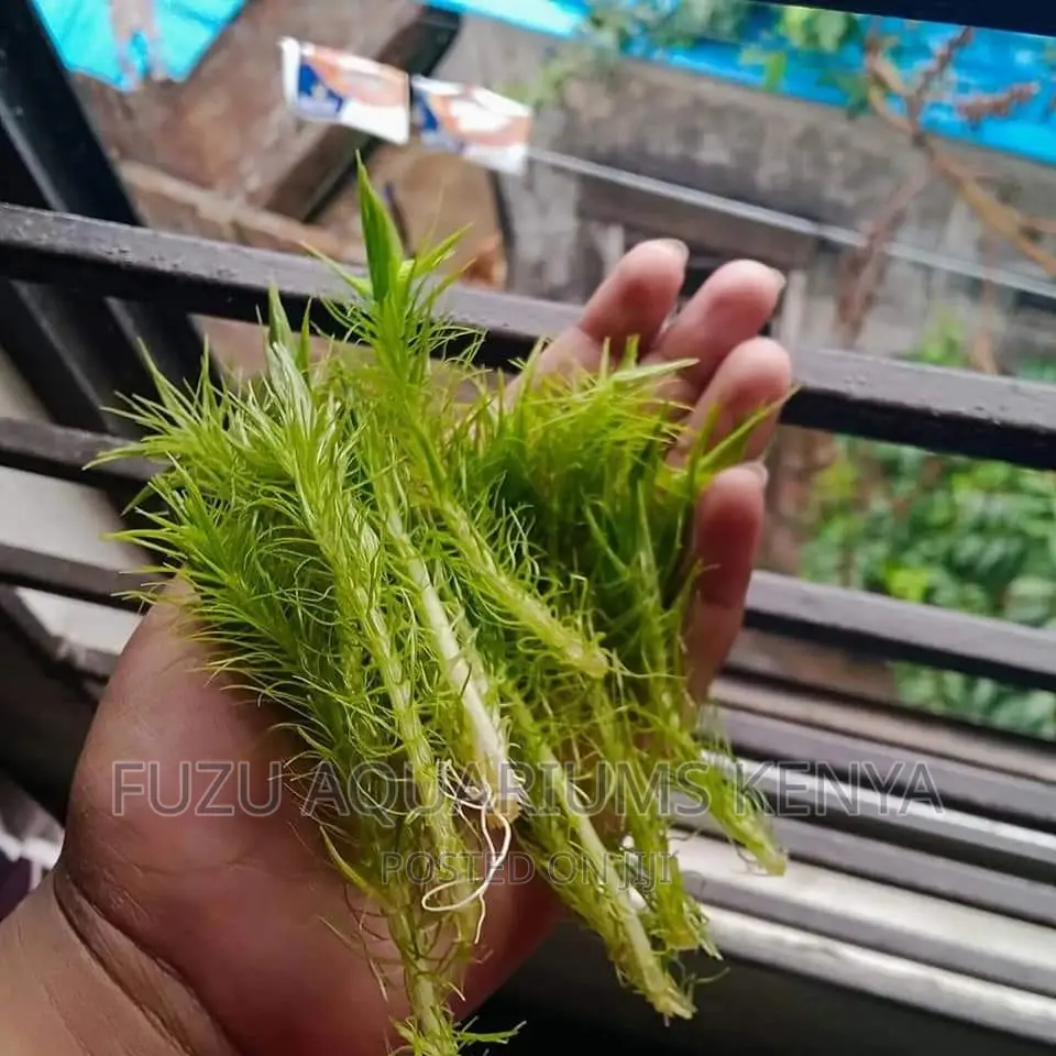 Aquarium Live Plant