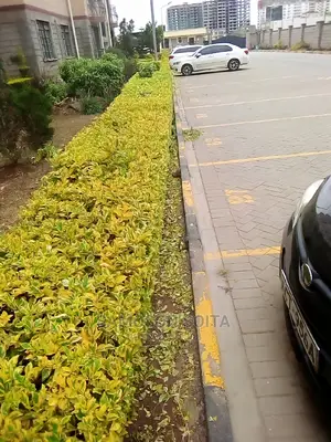 Landscaping and Gardening
