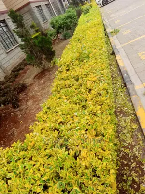 Landscaping and Gardening