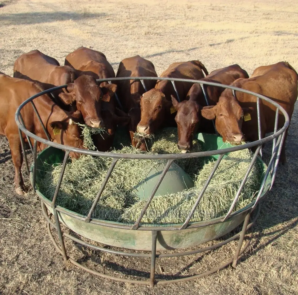 Circular Livestock Feeding Trough With Basin